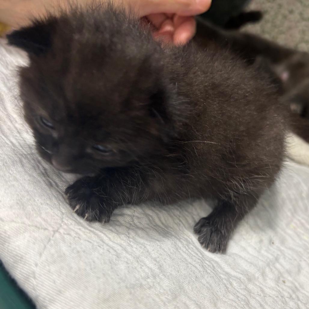 Enlarge Black/White Hairs, a Adoptable Domestic Short Hair in Springtown, TX image 2/2