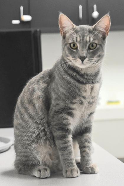 Mini (Minnie), Adoptable, Young Female Domestic Short Hair & Domestic Short Hair.