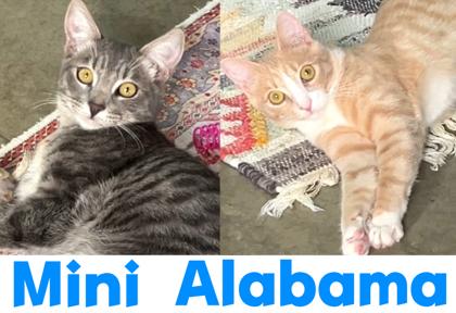 Enlarge Mini (Minnie), a Adoptable mixed breed in Encinitas, CA image 2/3