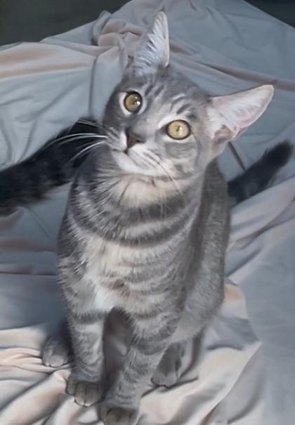 Enlarge Mini (Minnie), a Adoptable mixed breed in Encinitas, CA image 3/3