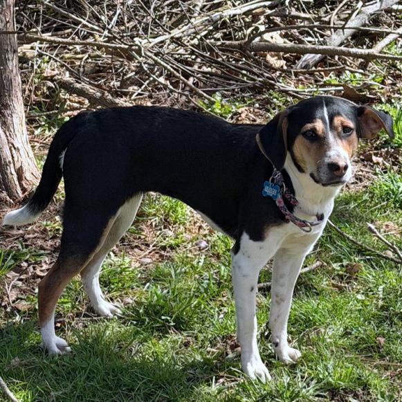 Enlarge Coco, a Adoptable mixed breed in London, OH image 4/5