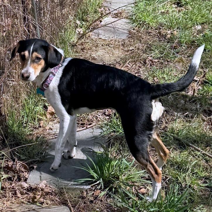 Enlarge Coco, a Adoptable mixed breed in London, OH image 5/5