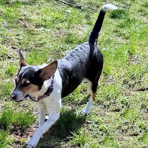 Enlarge Coco, a Adoptable mixed breed in London, OH image 3/5