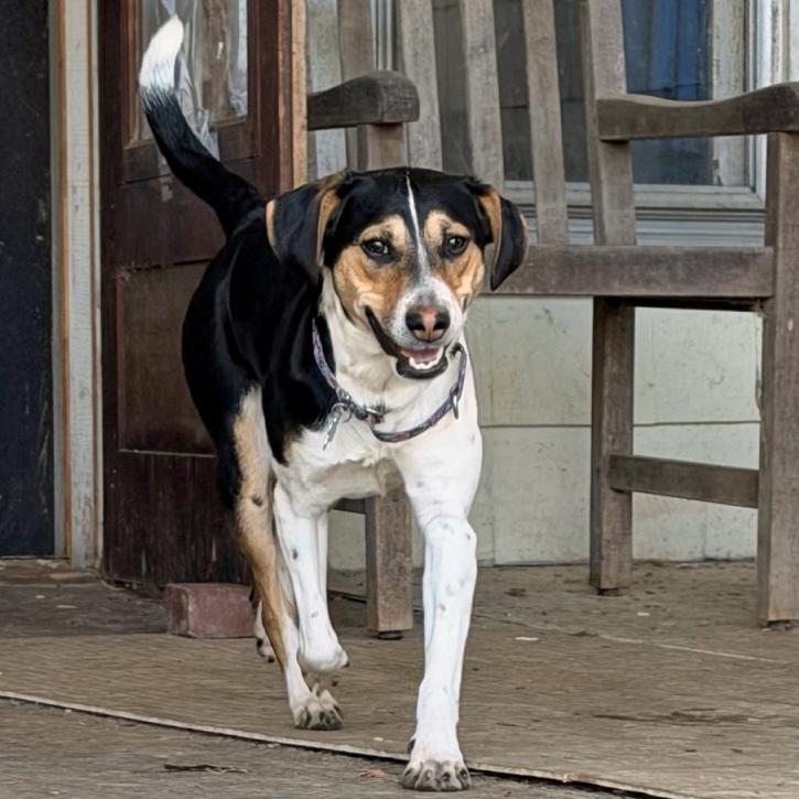 Coco, Adoptable, Young Female Beagle & Jack Russell Terrier.
