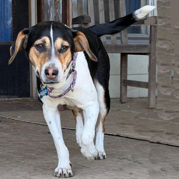 Enlarge Coco, a Adoptable mixed breed in London, OH image 2/5