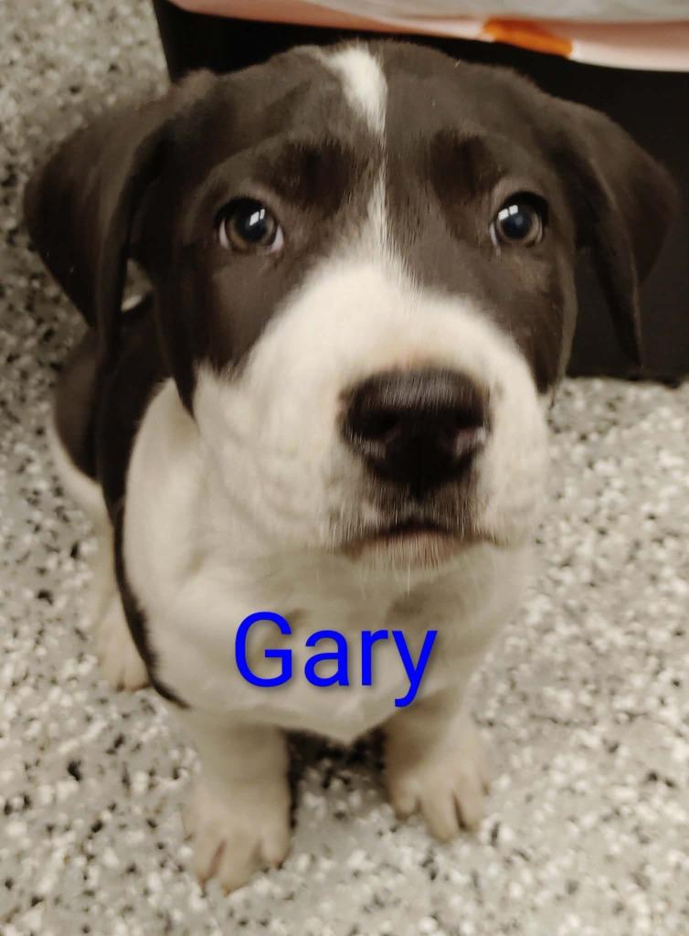 Enlarge Gary, a Adoptable mixed breed in Republic, MO image 1/1