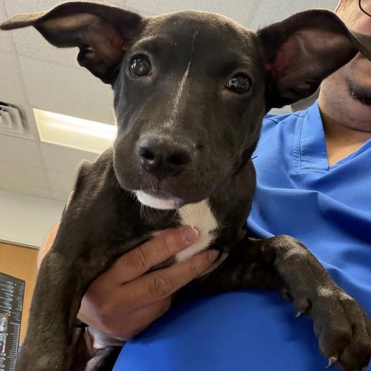 Enlarge Coraline, a Adoptable Mixed Breed in Dickinson, TX image 1/4
