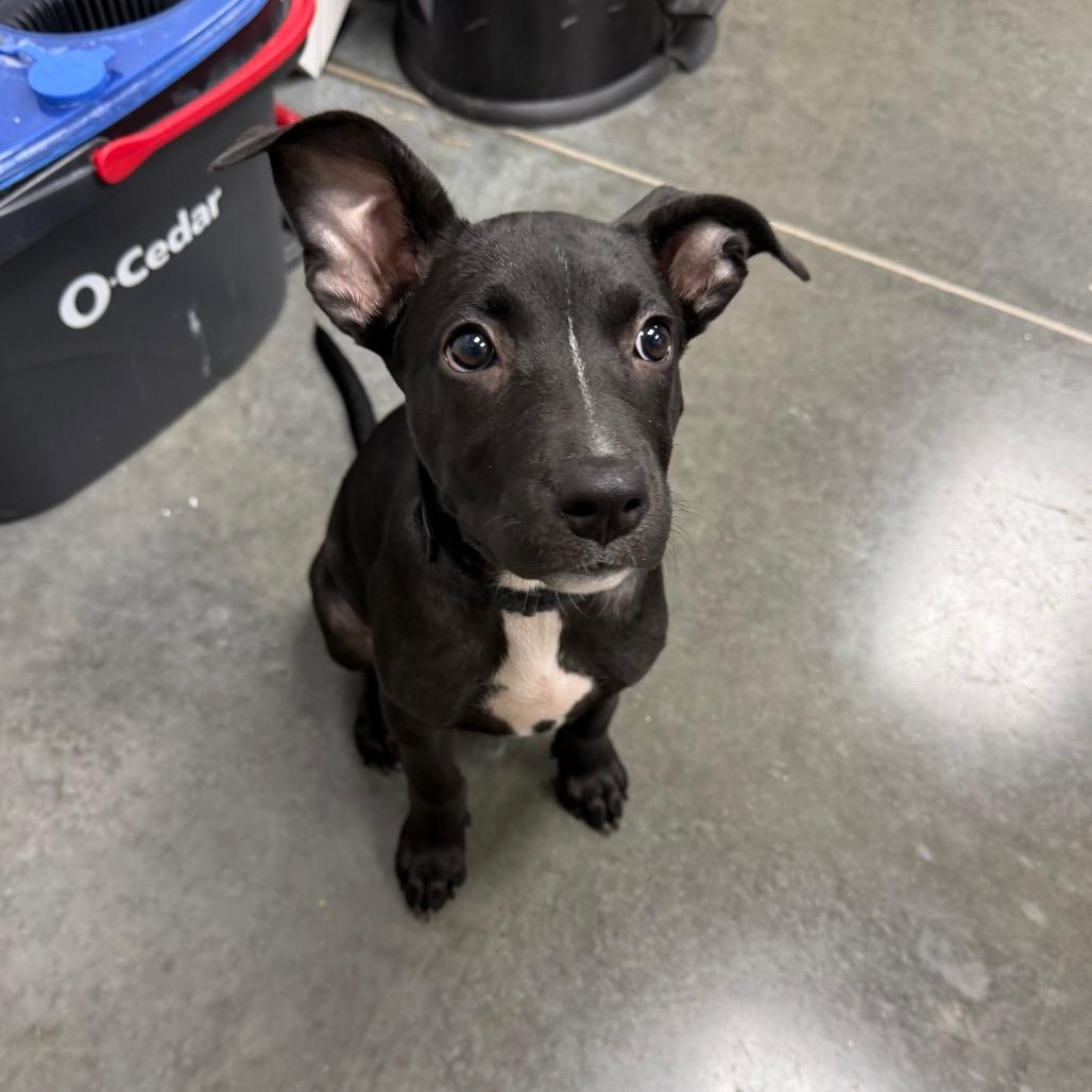 Enlarge Coraline, a Adoptable Mixed Breed in Dickinson, TX image 2/4