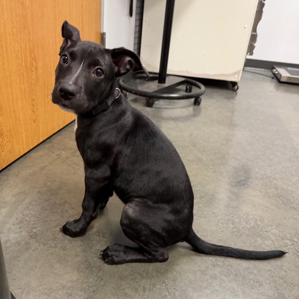 Enlarge Coraline, a Adoptable Mixed Breed in Dickinson, TX image 3/4