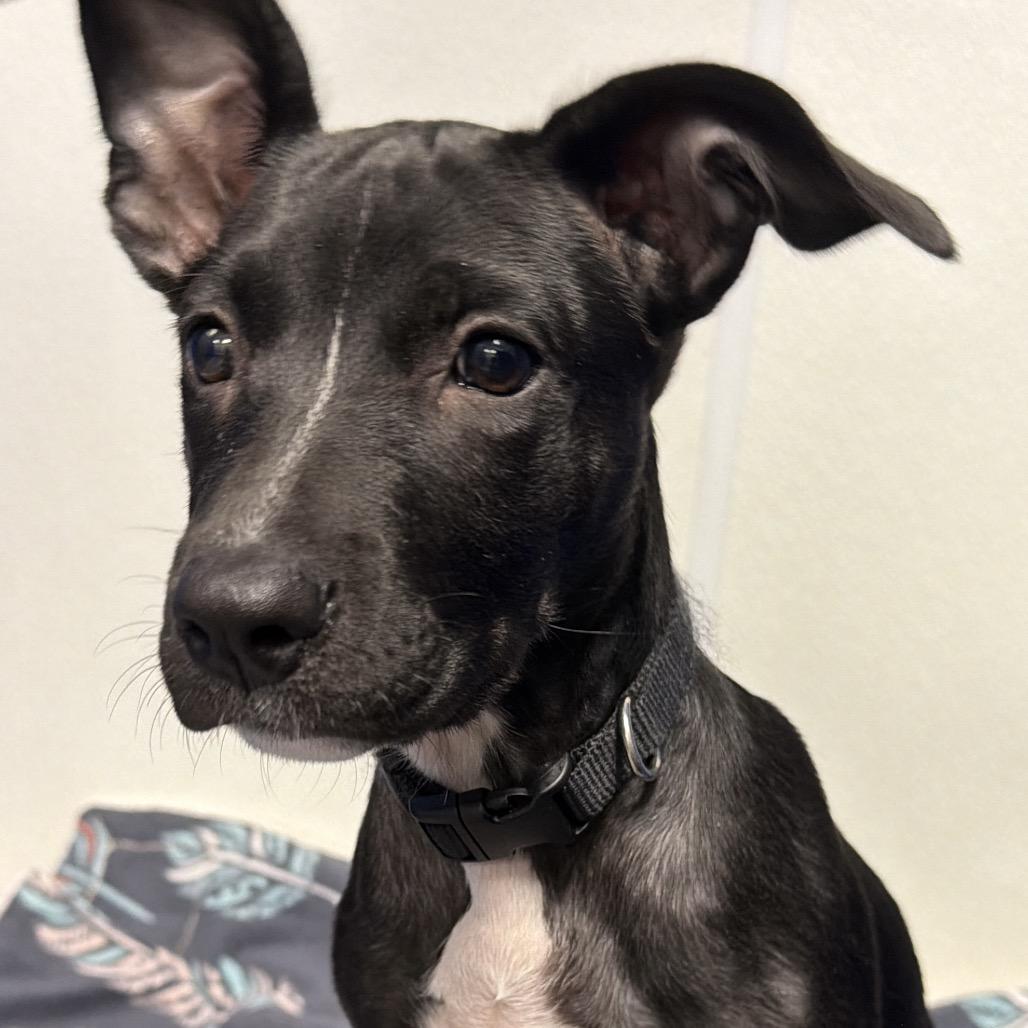 Enlarge Coraline, a Adoptable Mixed Breed in Dickinson, TX image 4/4