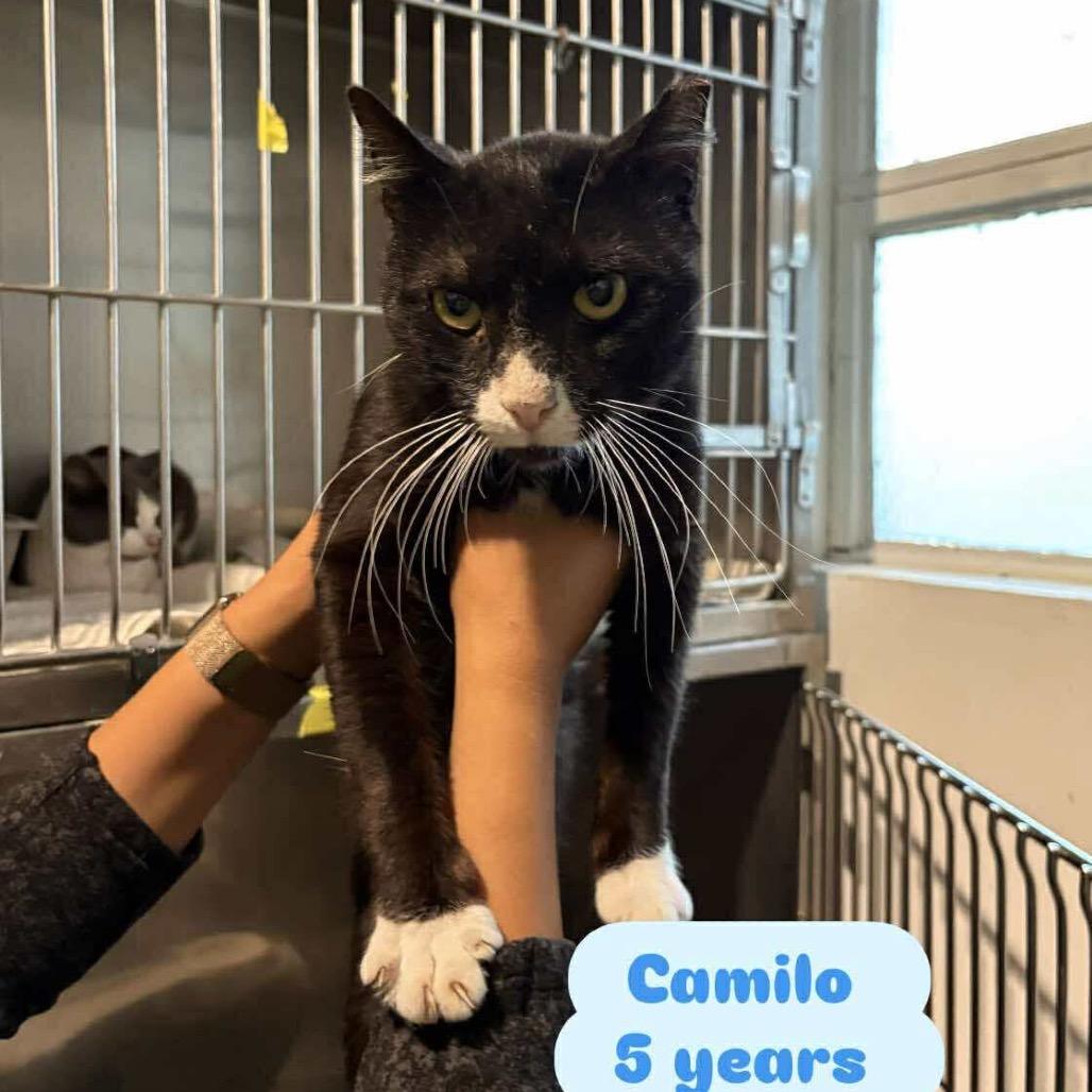 Camilo, Adoptable, Adult Male Domestic Short Hair.
