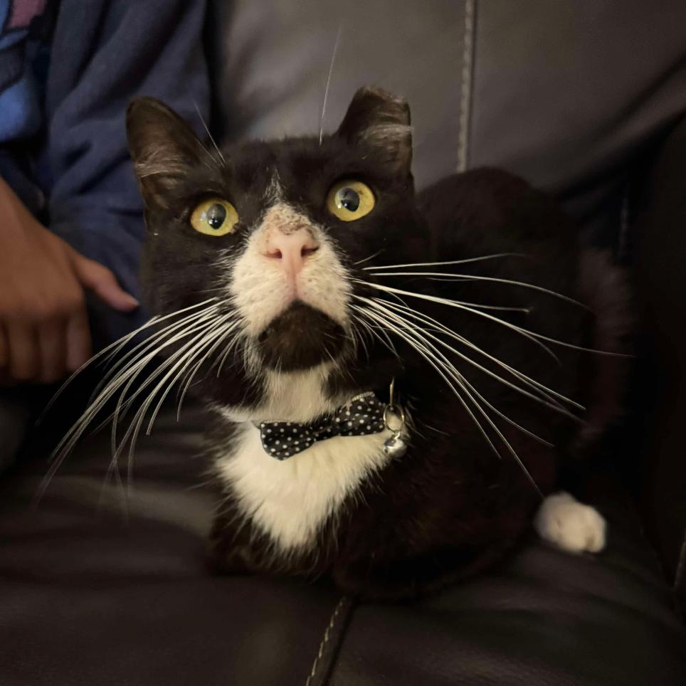 Enlarge Camilo, a Adoptable Domestic Short Hair in Tampa, FL image 2/2