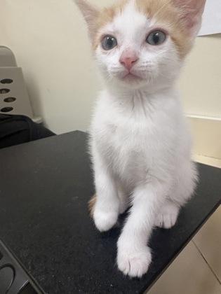 Sherbet, Adopted, Kitten Female Domestic Short Hair.