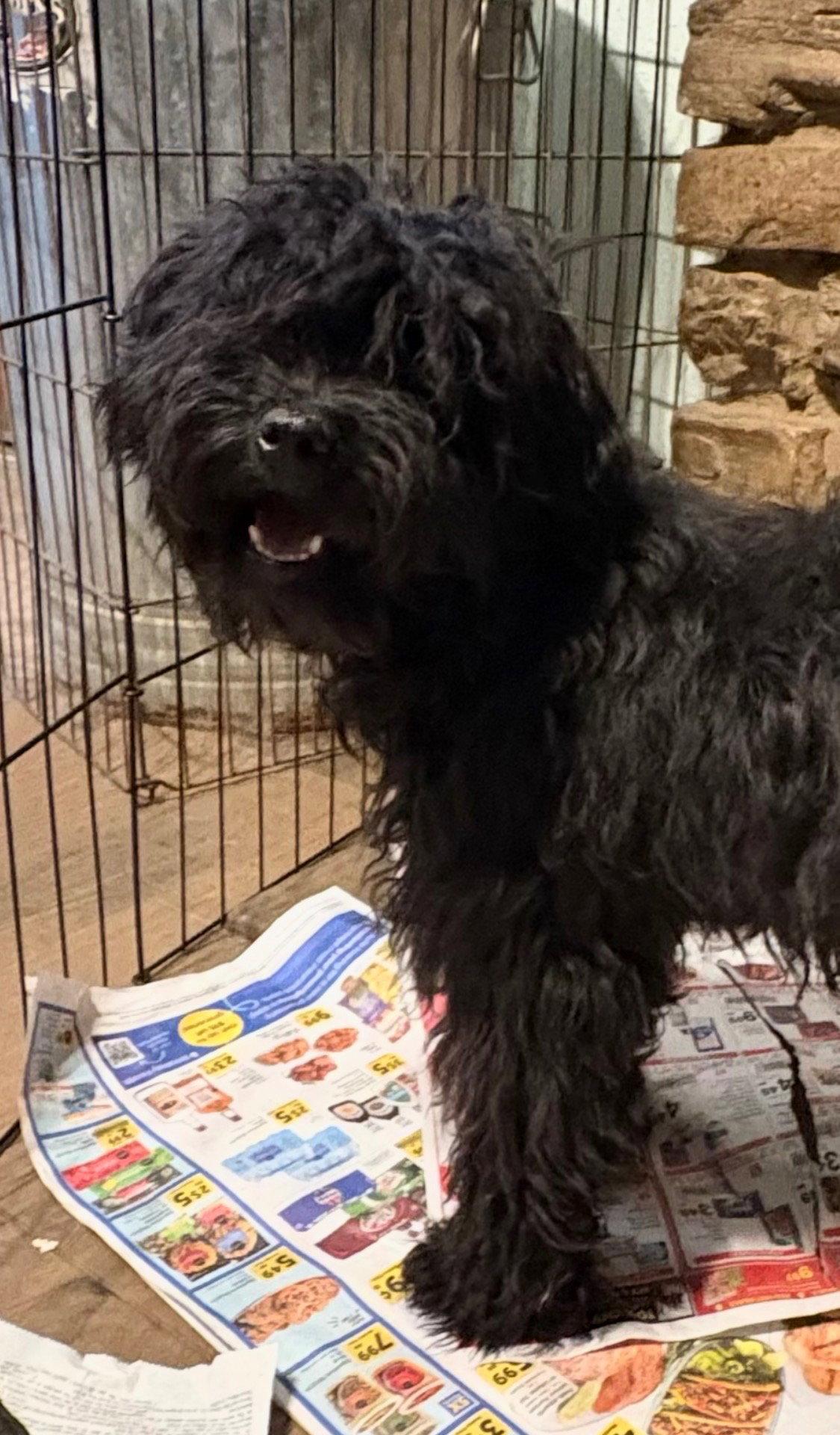 Enlarge Curly, a Adopted Poodle in Mentone, CA image 1/1