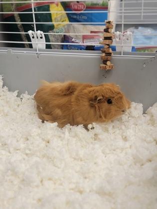 Brownie, Adoptable, Adult Female Guinea Pig & Guinea Pig.