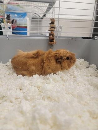 Enlarge Brownie, a Adoptable mixed breed in Fergus Falls, MN image 2/2