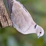 Geo, a Adoptable mixed breed in Dallas, TX image 4/6