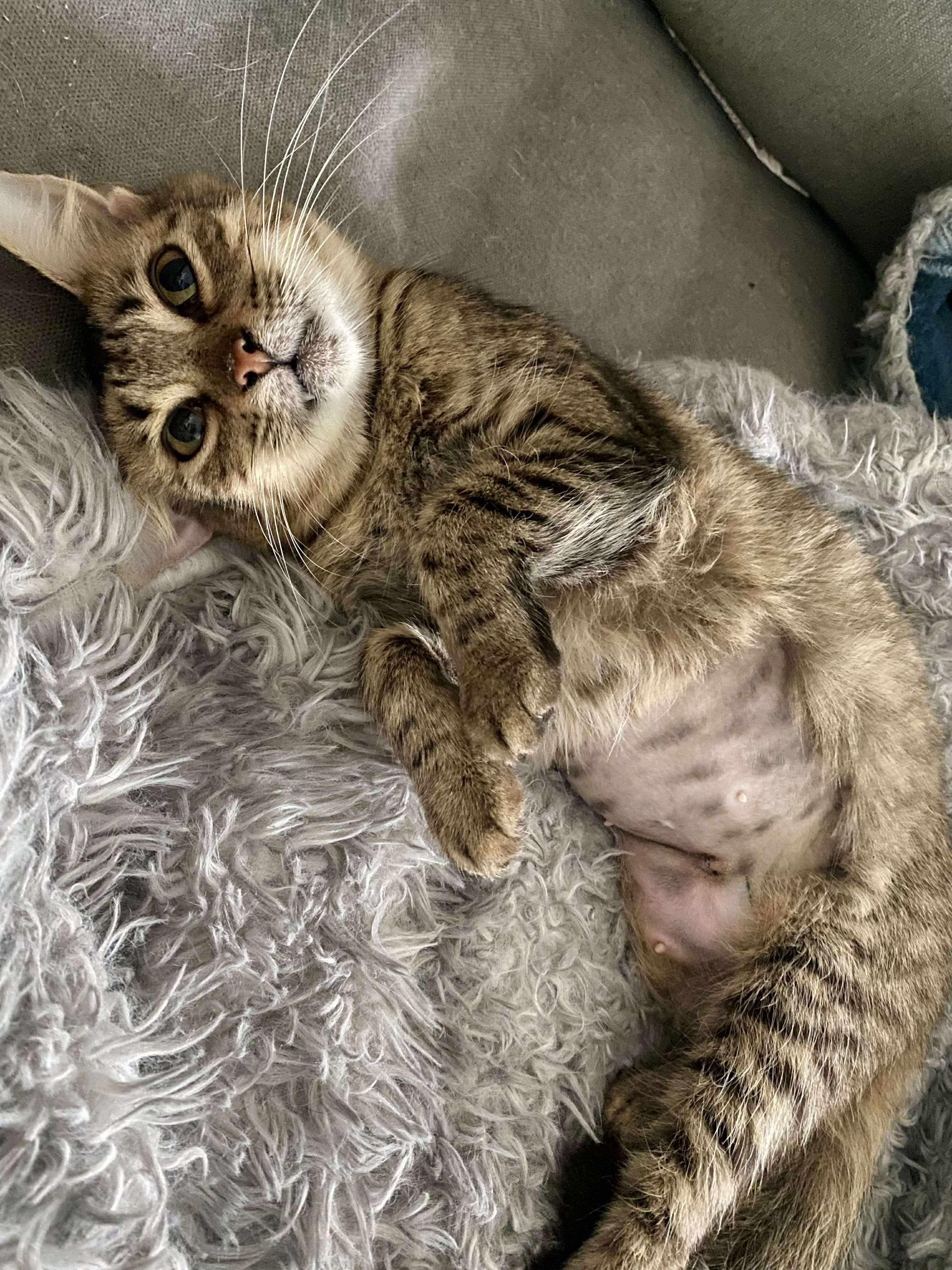 Enlarge Kanga, a ADOPTABLE Domestic Short Hair in Austin, TX image 1/5