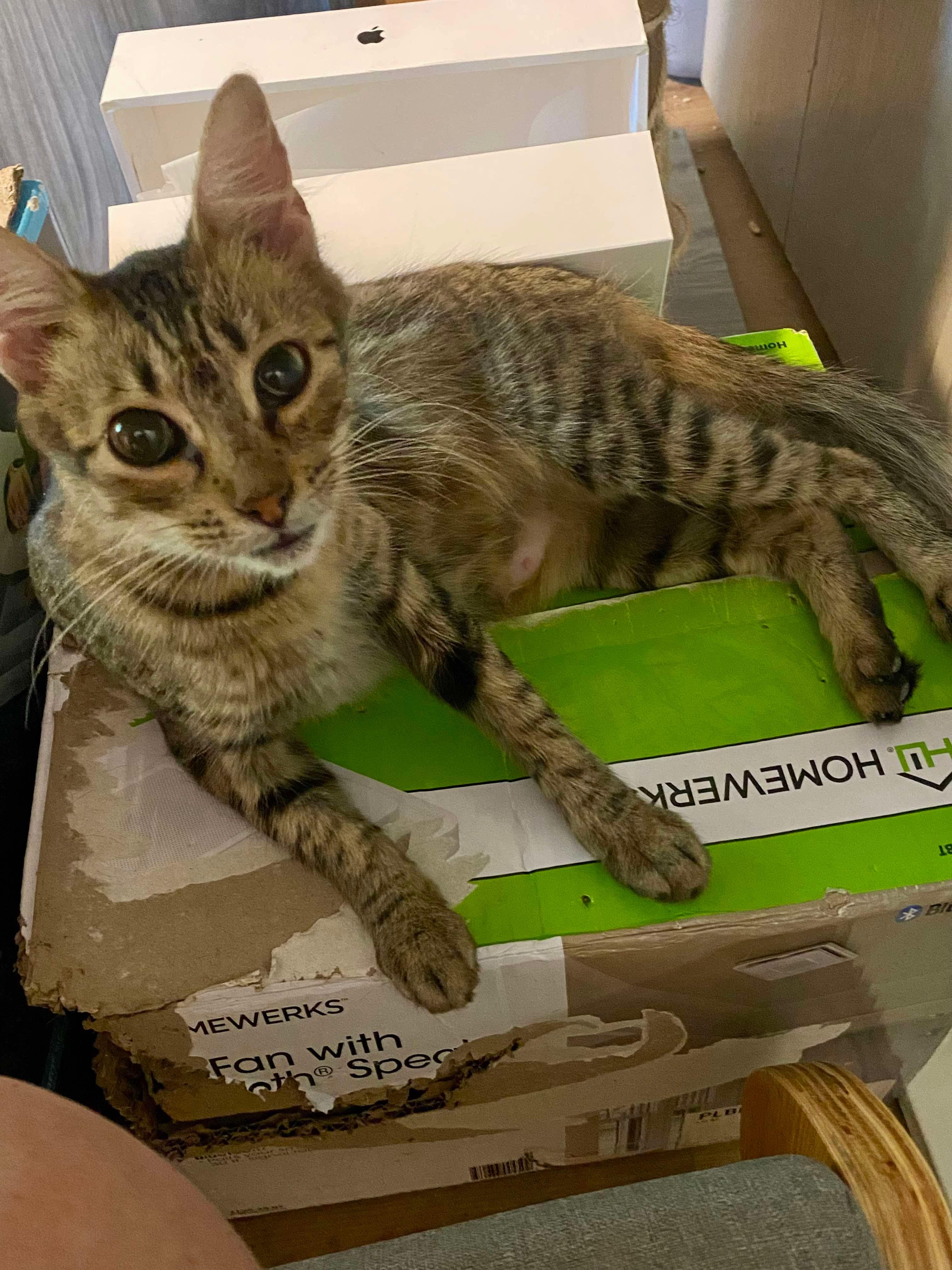 Enlarge Kanga, a ADOPTABLE Domestic Short Hair in Austin, TX image 2/5