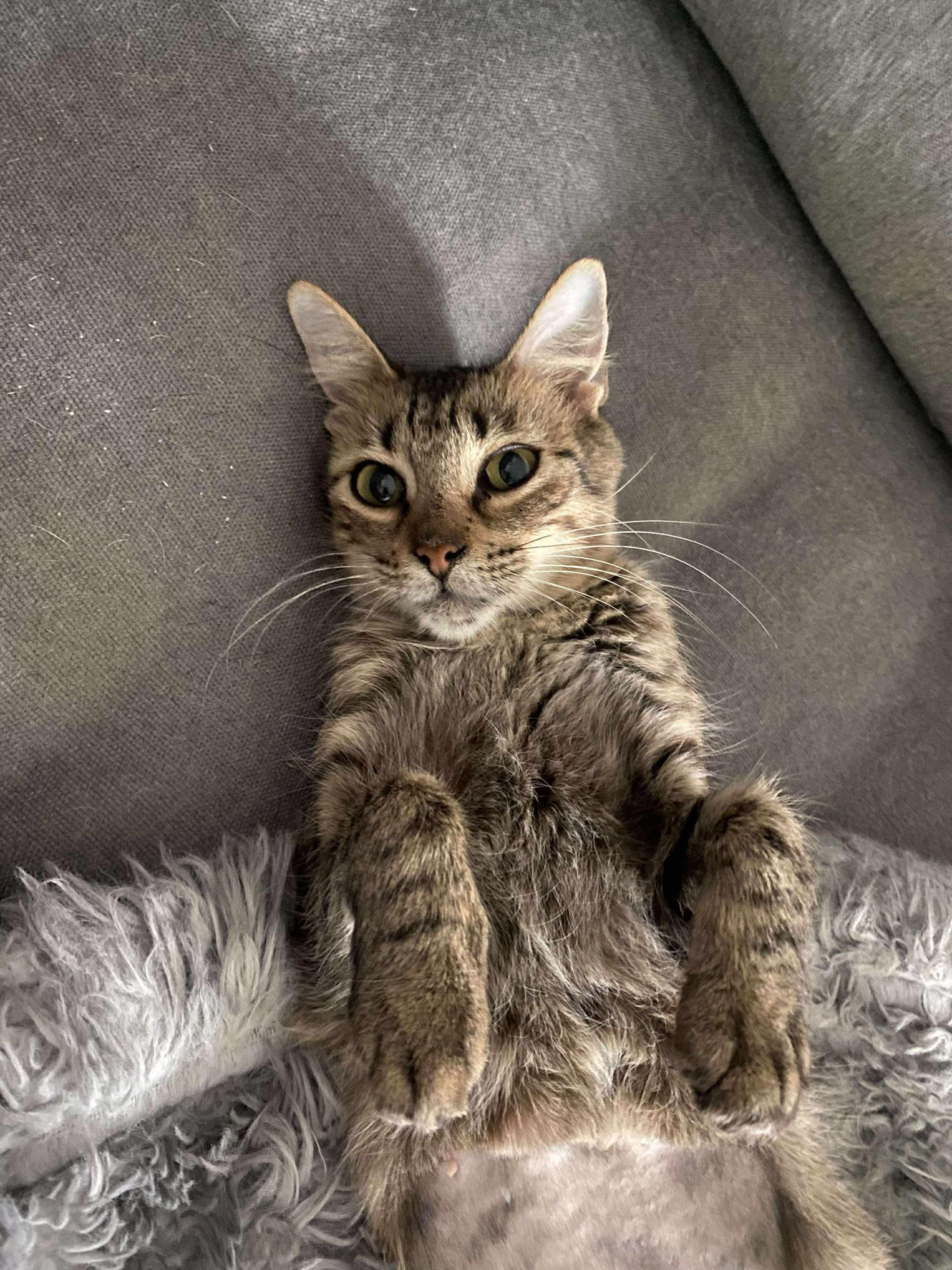 Enlarge Kanga, a ADOPTABLE Domestic Short Hair in Austin, TX image 3/5