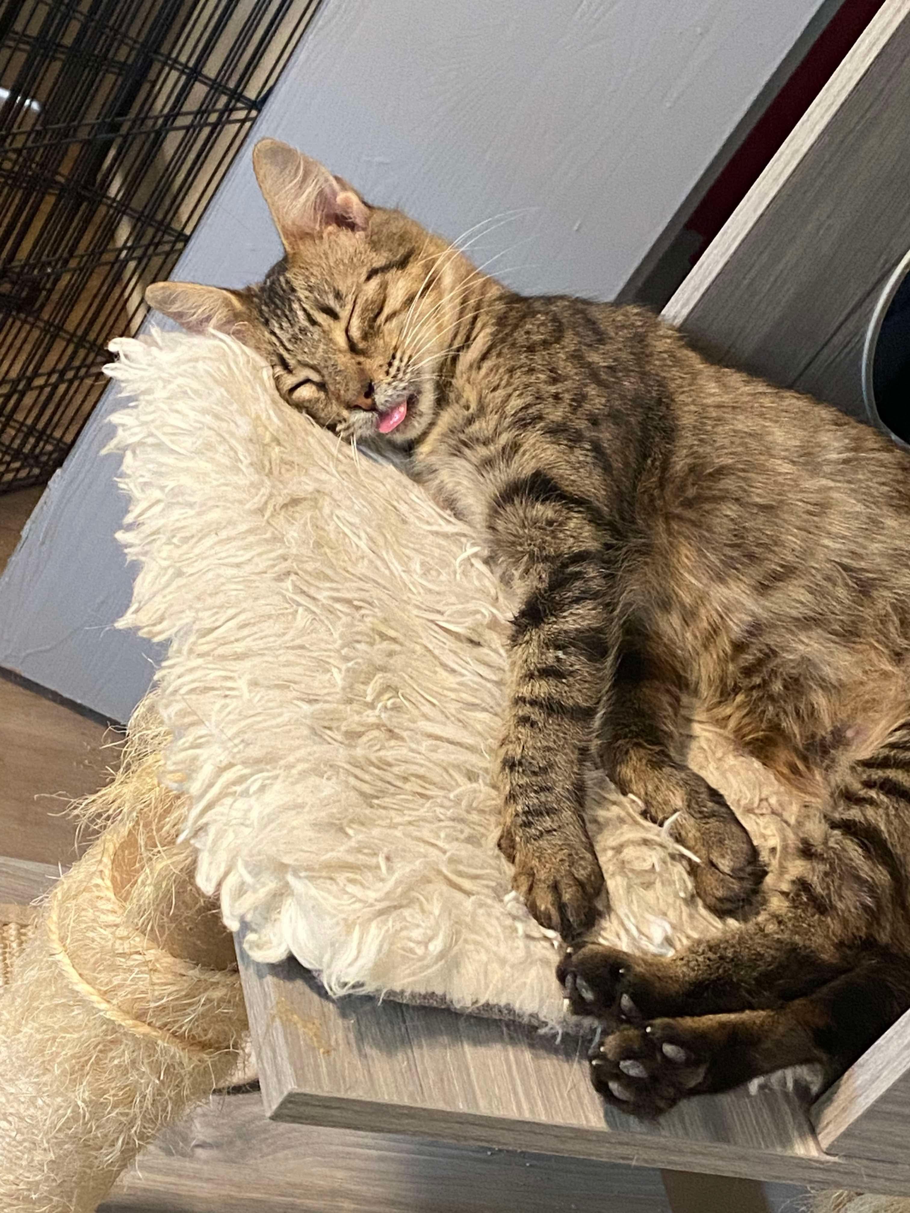 Enlarge Kanga, a ADOPTABLE Domestic Short Hair in Austin, TX image 4/5