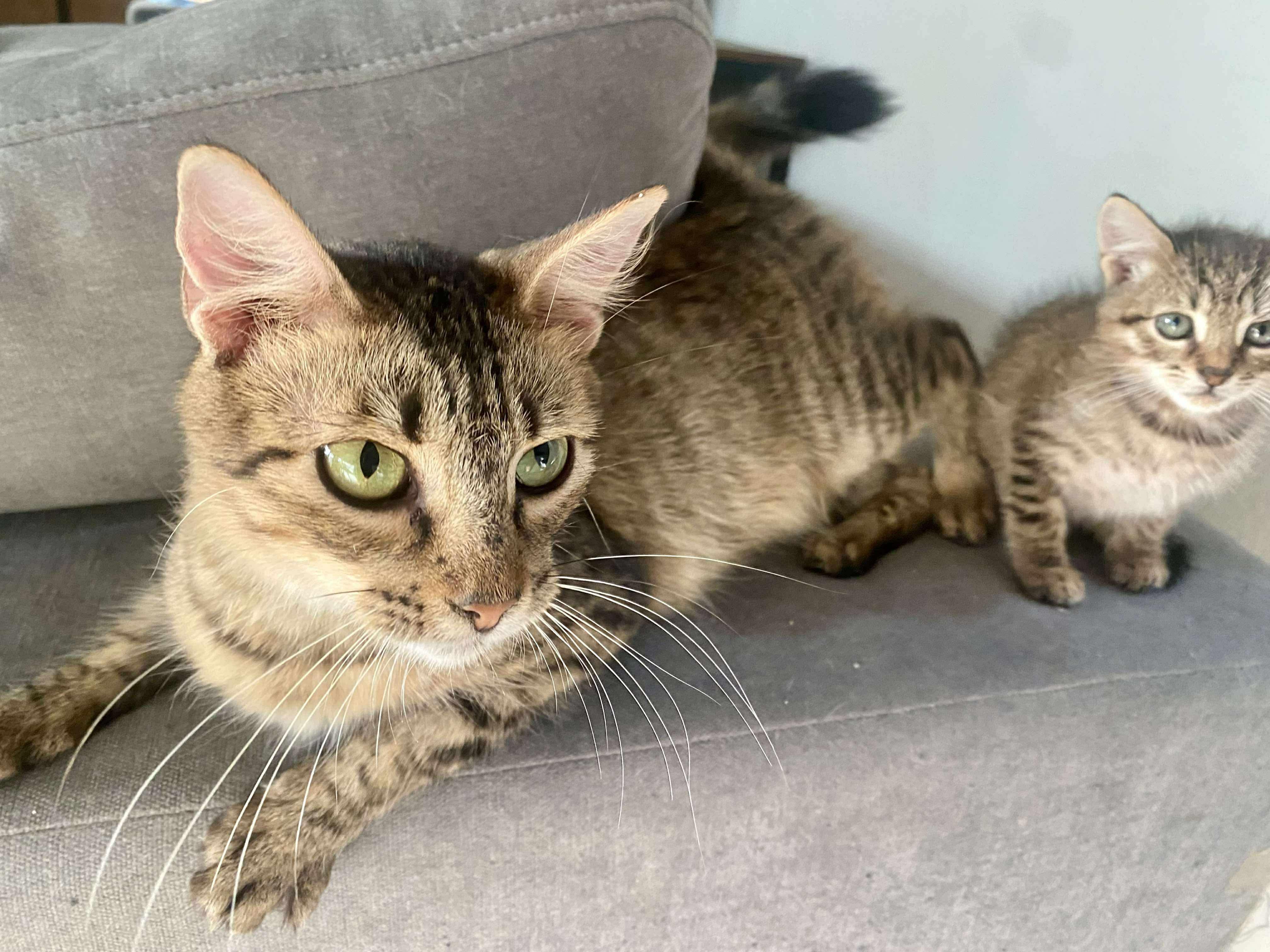 Enlarge Kanga, a ADOPTABLE Domestic Short Hair in Austin, TX image 5/5