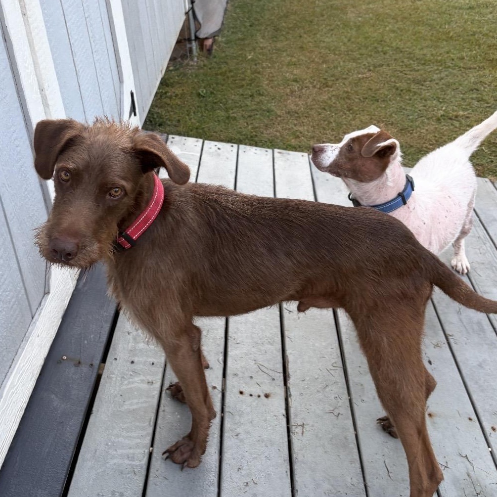 Enlarge William , a Adoptable Mixed Breed in Seabrook, NH image 4/4