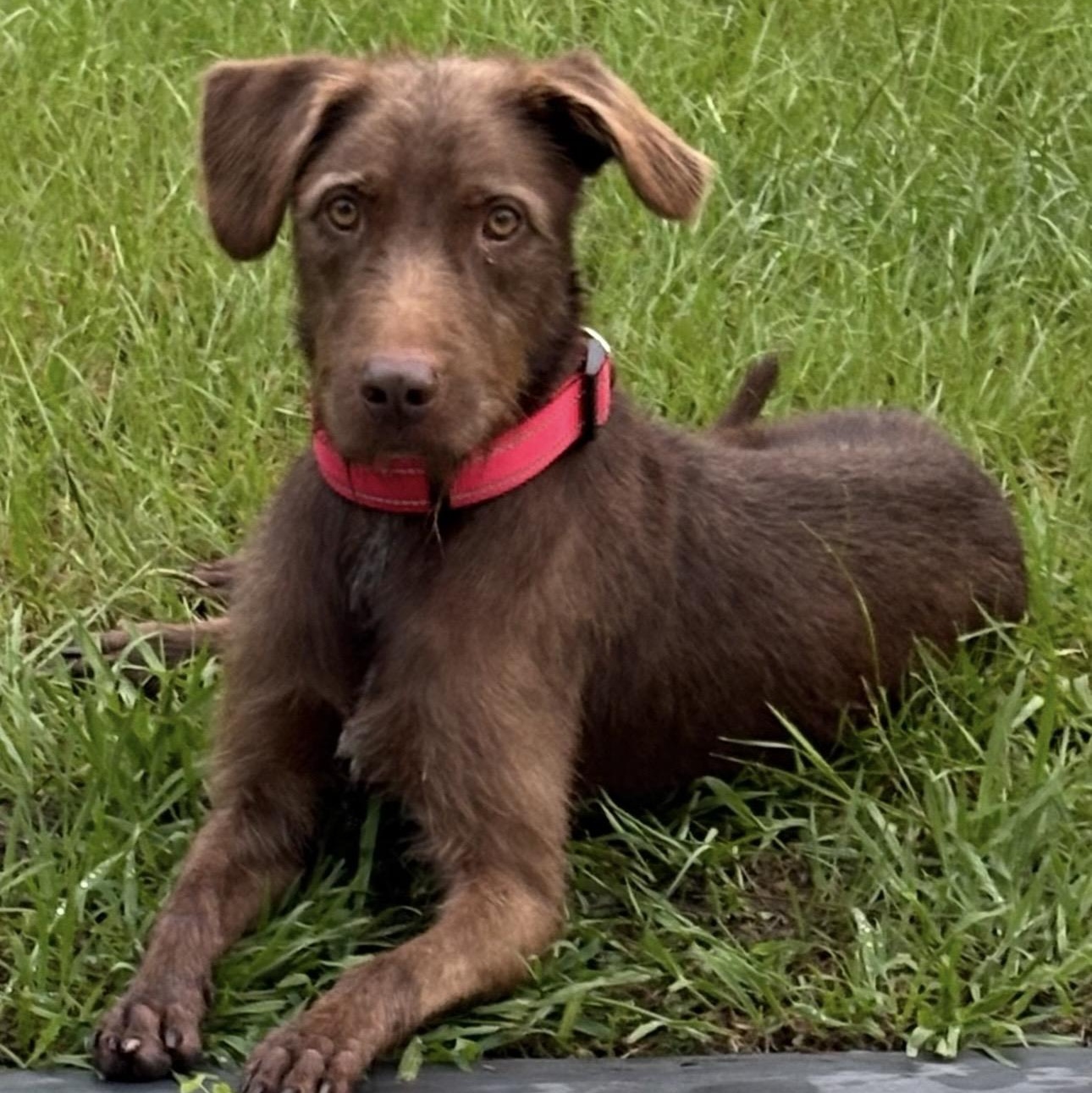 Enlarge William , a Adoptable Mixed Breed in Seabrook, NH image 3/4