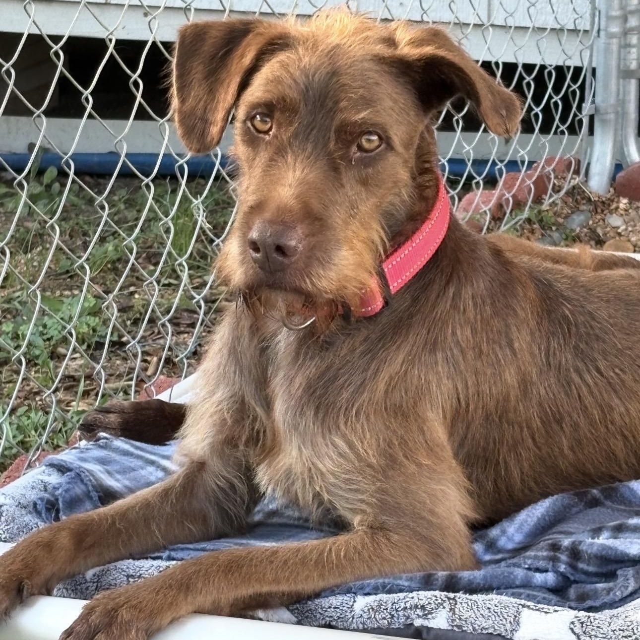William , Adoptable, Adult Male Mixed Breed.