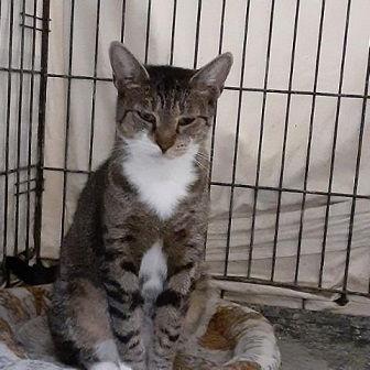 Sabrie, Adoptable, Adult Female Domestic Short Hair & Tabby.