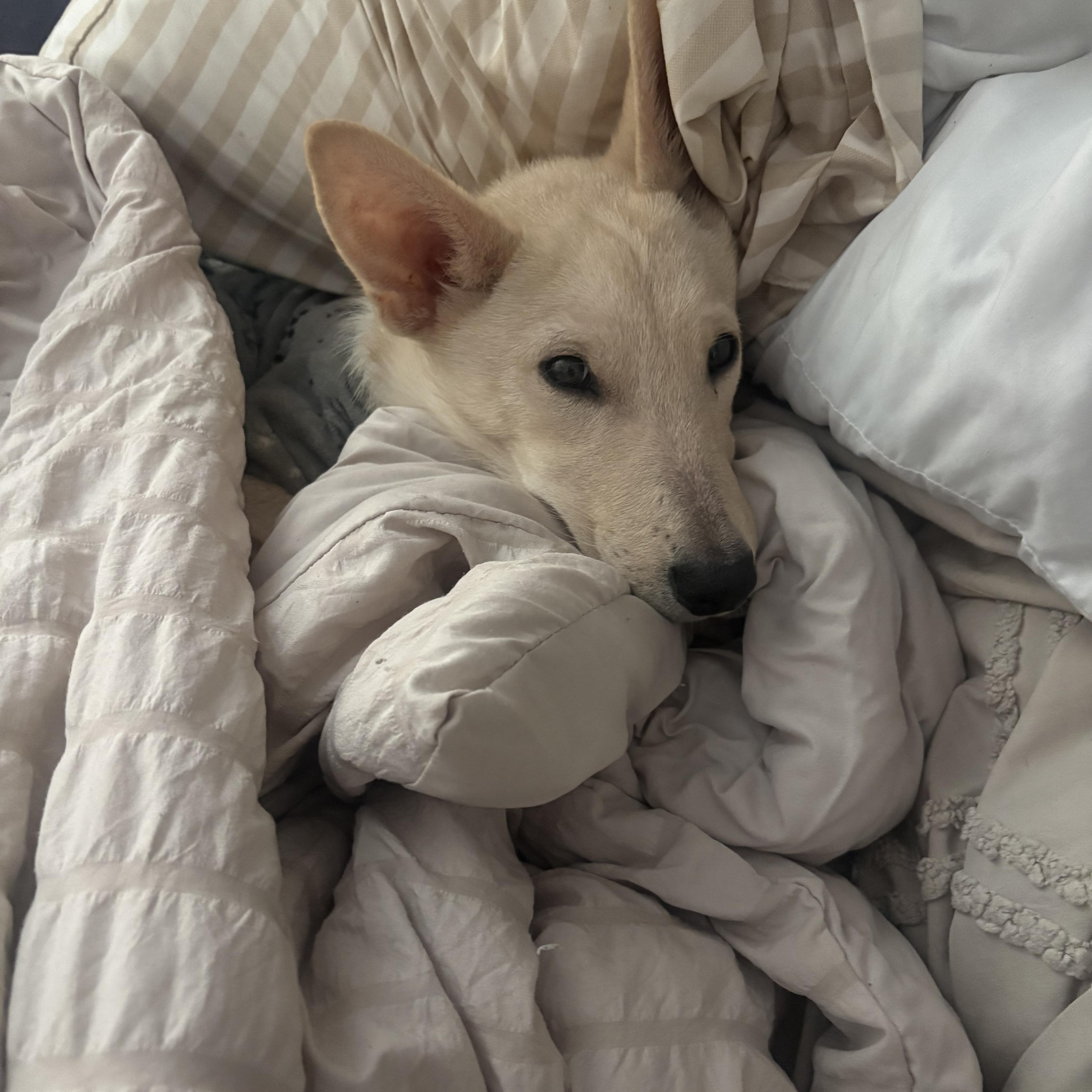 Enlarge Gracie, a Adoptable mixed breed in Grand Rapids, MI image 4/6