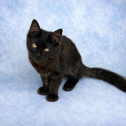 Enlarge Beaker, a ADOPTABLE Domestic Medium Hair in Long Beach, WA image 2/3