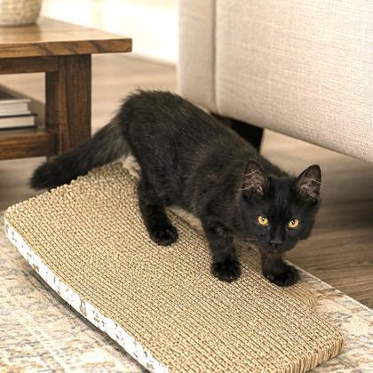 Enlarge Beaker, a ADOPTABLE Domestic Medium Hair in Long Beach, WA image 3/3