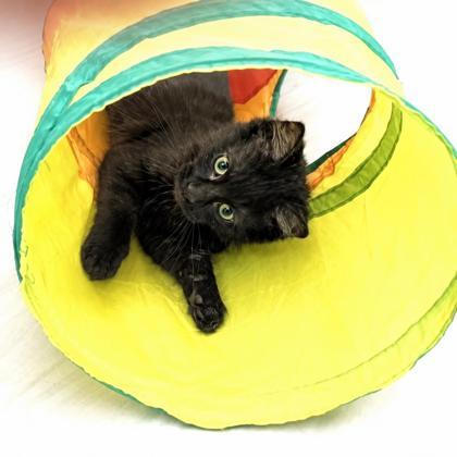 Beaker, ADOPTABLE, Kitten Male Domestic Medium Hair.