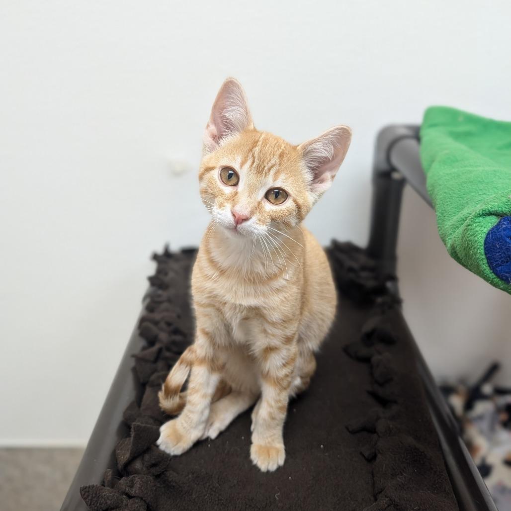 Tums, Adoptable, Kitten Male Domestic Short Hair.