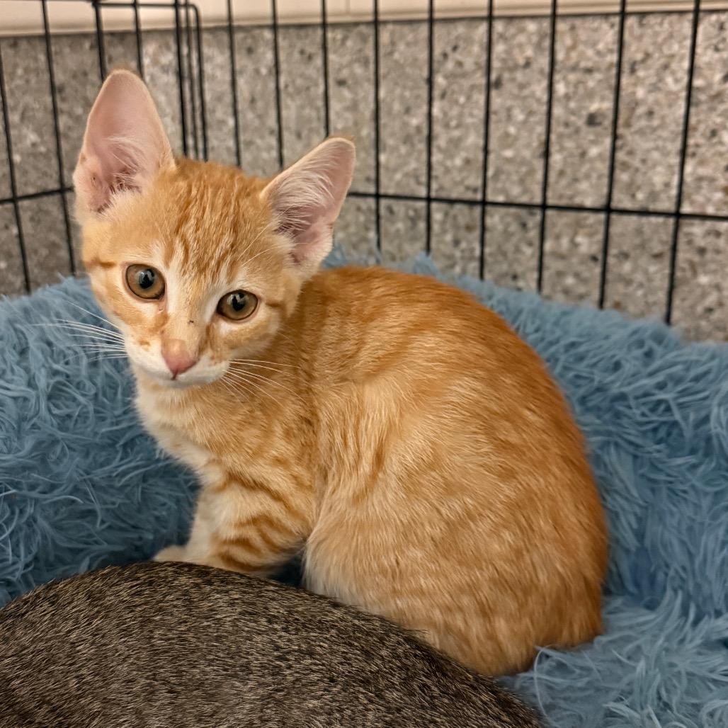 Enlarge Tums, a Adoptable Domestic Short Hair in Detroit Lakes, MN image 2/2