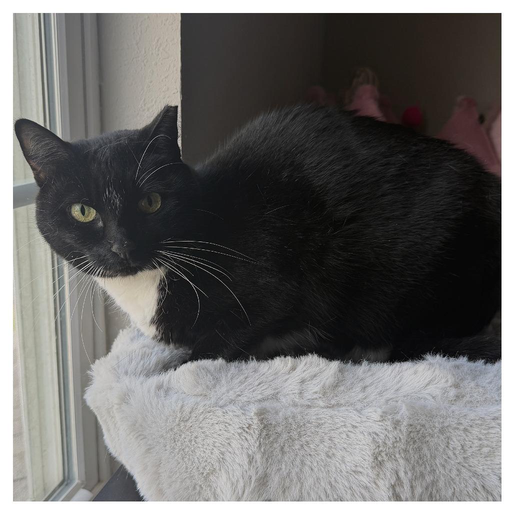 Sweetie, Adoptable, Adult Female American Shorthair.