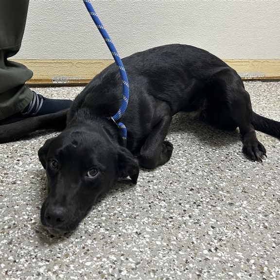 Enlarge Kay, a ADOPTABLE Mixed Breed in Defuniak Springs, FL image 1/1