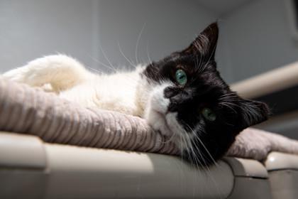 Magda, a Adoptable Domestic Short Hair in Ringoes, NJ image 1/3
