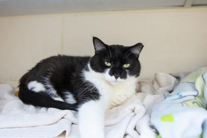 Enlarge Magda, a Adoptable Domestic Short Hair in Ringoes, NJ image 1/6