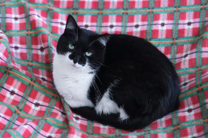 Magda, a Adoptable Domestic Short Hair in Ringoes, NJ image 2/3