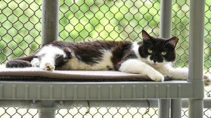 Enlarge Magda, a Adoptable Domestic Short Hair in Ringoes, NJ image 1/6