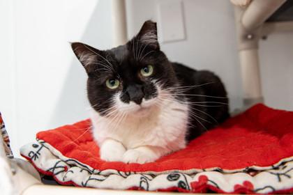 Magda, a Adoptable Domestic Short Hair in Ringoes, NJ image 3/3