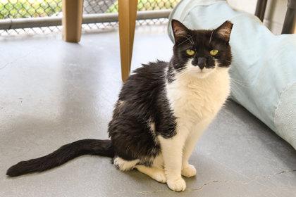 Enlarge Magda, a Adoptable Domestic Short Hair in Ringoes, NJ image 3/3