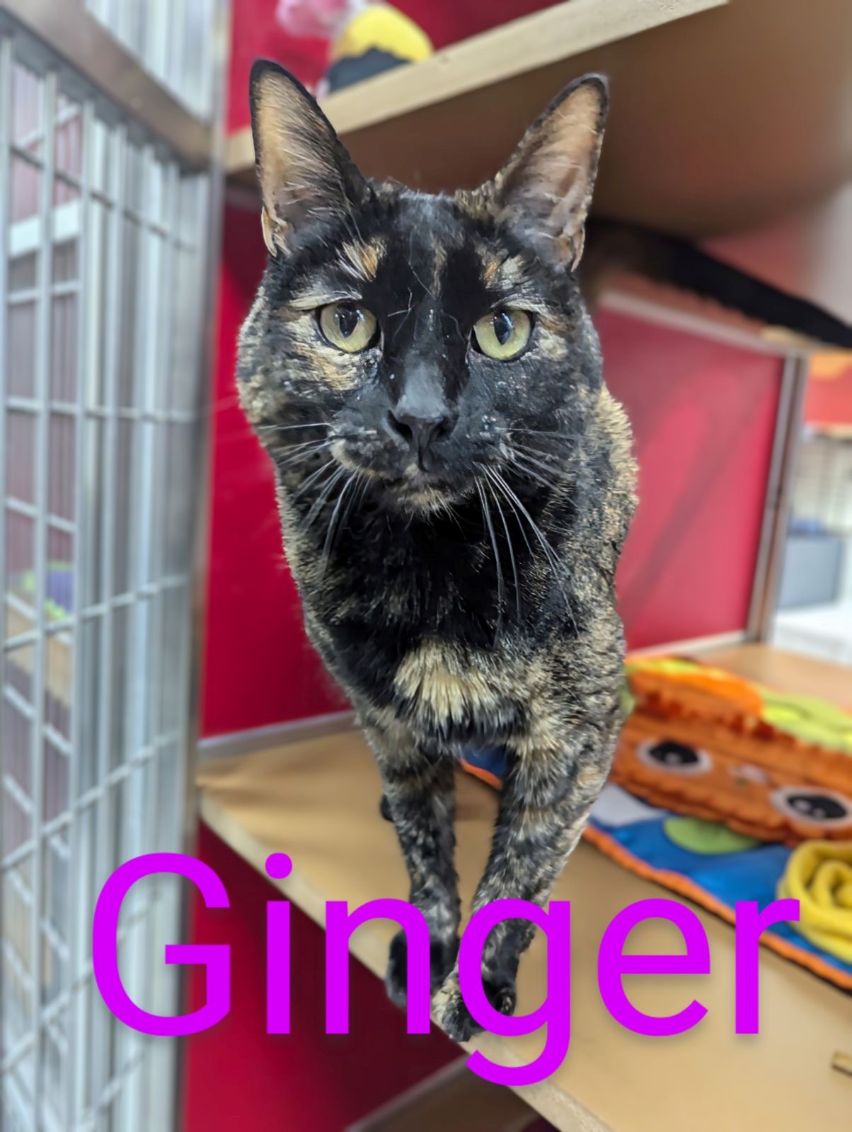 Cat for adoption Ginger, a Domestic Short Hair in Lake Havasu City