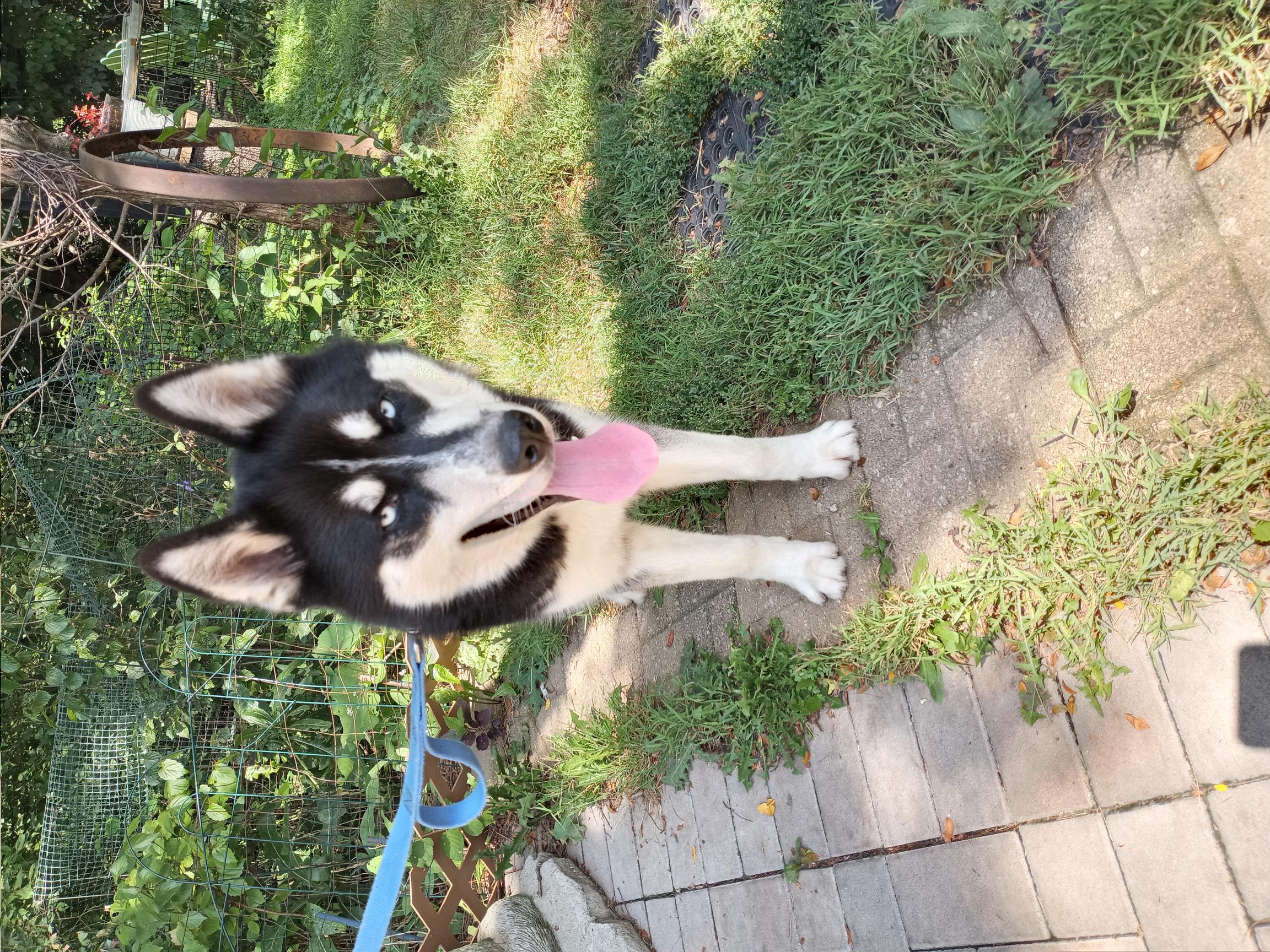 Marco, a Adopted Siberian Husky in Lockport, IL image 4/6
