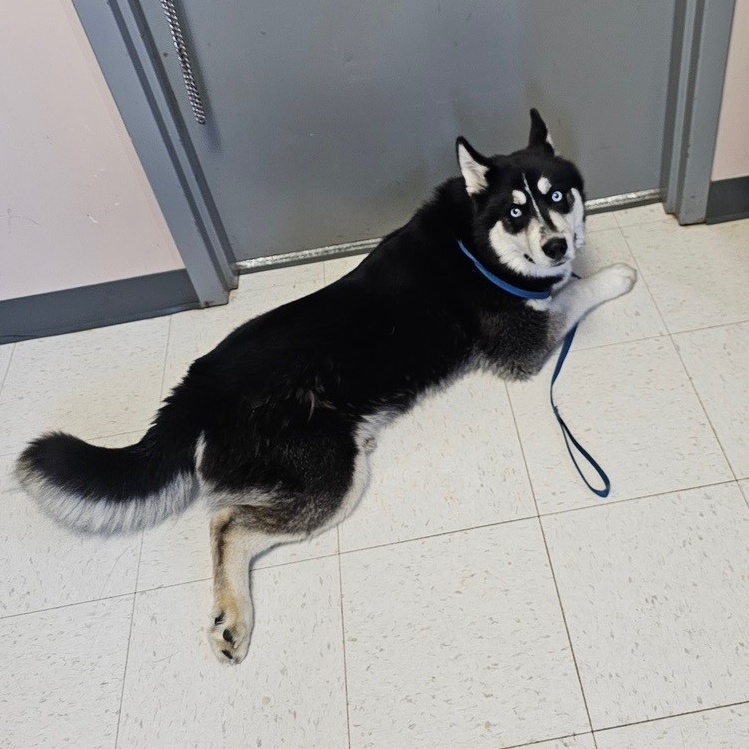 Marco, a Adopted Siberian Husky in Lockport, IL image 6/6