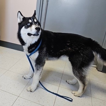 Marco, a Adopted Siberian Husky in Lockport, IL image 5/6