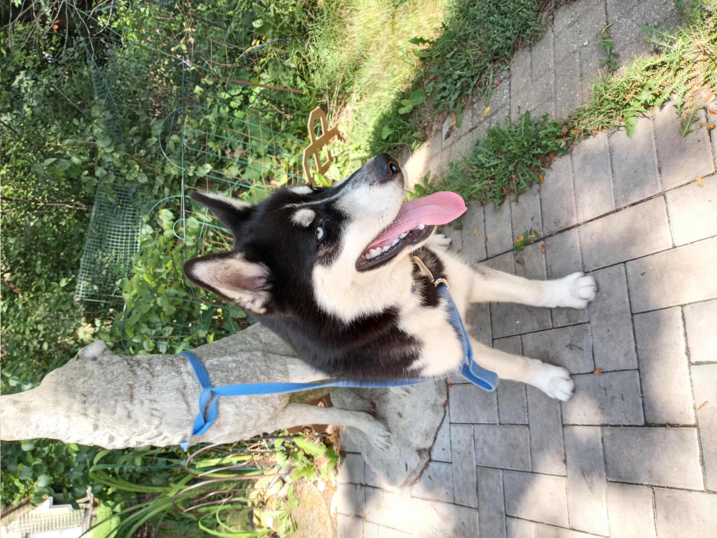Marco, a Adopted Siberian Husky in Lockport, IL image 2/6