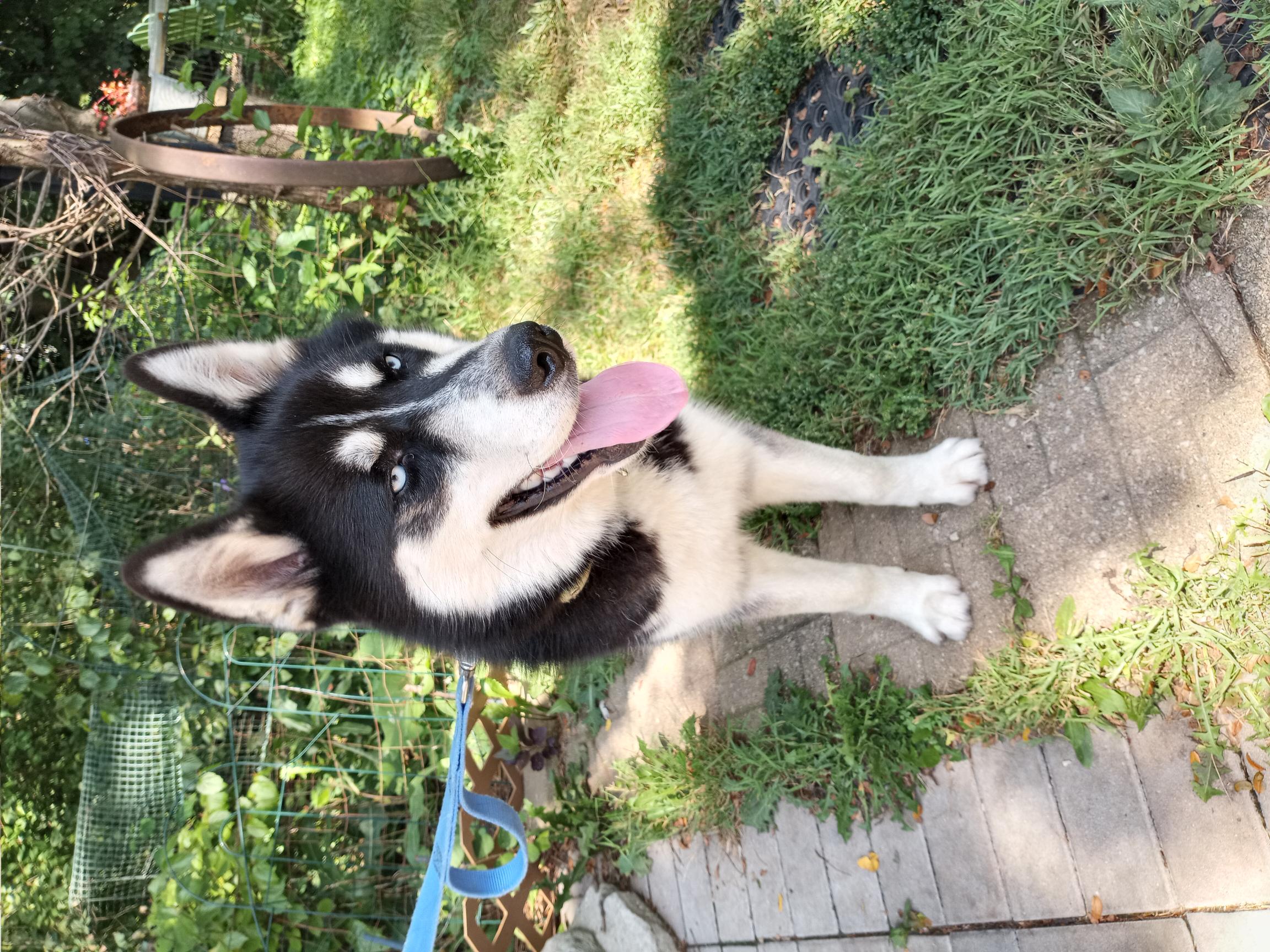 Marco, a Adopted Siberian Husky in Lockport, IL image 3/6